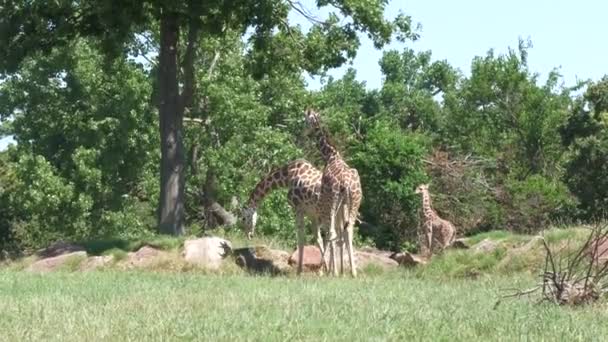 Dwoje Dorosłych Jedna Mała Żyrafa Przeżuwająca Suszoną Trawę Polu — Wideo stockowe