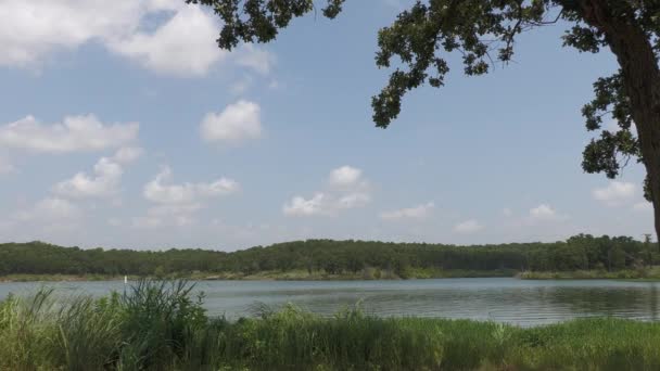 Широкий Стійкий Знімок Озера Деревом Березі — стокове відео