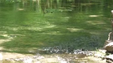 Yaklaş, bir pınardan nehre akan sabit su görüntüsü.