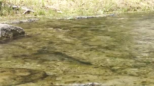 Стійкий Постріл Річки Тече Вниз Течії — стокове відео