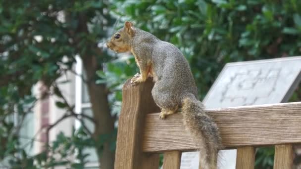 Squirrel Perched Wooden Fence Jumping — Stock Video