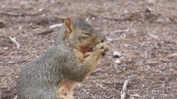Close Handheld Shot Squirrel Eating Nut Side View — Stock Video