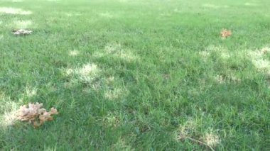 Geniş yeşil çimenlik alan, sabit atış. 