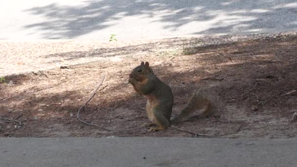 Wide Handheld Shot Squirrel Eating Nut Ground — Stock Video