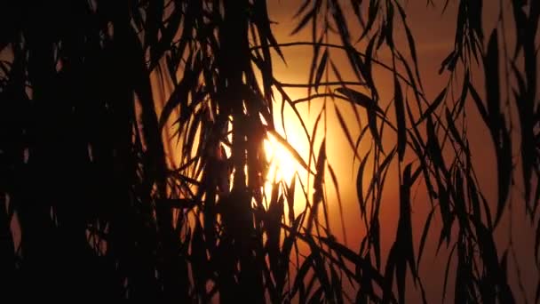 Napfelkelte Fűzfa Levelei Ellen Árnyalt — Stock videók
