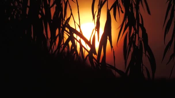 有明亮的日出的树叶的轮廓 — 图库视频影像