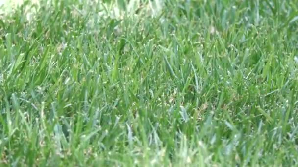 Green Grass Close Steady Shot Slight Breeze — Stock Video