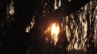 Güneşin doğuşu yaprakların arasından süzülüyor hafif bir esintide sallanıyor