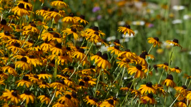 Yarı Gözlü Susan Çiçekleri Rüzgarda Hafifçe Sallanıyor — Stok video