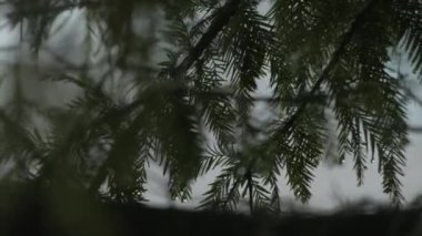 Çam ağacının yapraklarının yakınında rüzgarda savrulan çiğ damlaları