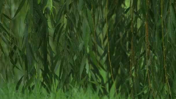 Weidenbaumblätter Nass Mit Regentropfen Die Sich Sanft Wind Wiegen — Stockvideo