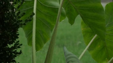 Fil kulaklarına düşen yağmur damlaları rüzgarda hafifçe sallanıyor.