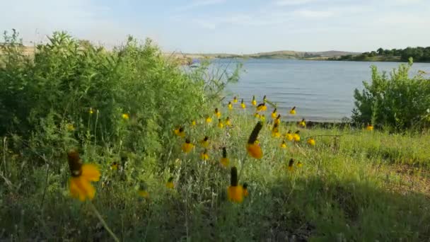 Όμορφα Μικρά Κίτρινα Λευκά Λουλούδια Στην Όχθη Της Λίμνης — Αρχείο Βίντεο