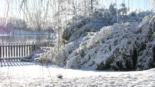 Nieve Cayendo Suavemente Sobre Una Pila Nieve Fresca Parche Bambú — Vídeo de stock