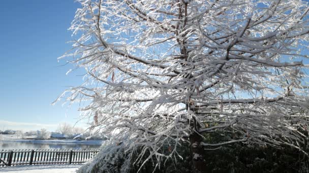 Middelbrede Stabiele Sneeuwval Een Met Ijs Bedekte Dennenboom — Stockvideo