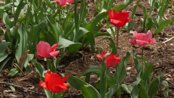 Tiro Constante Tulipanes Rojos Flor Jardín — Vídeo de stock