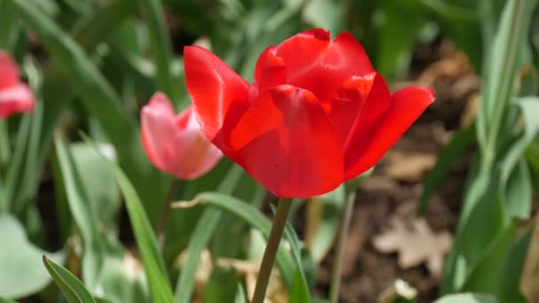Plan Rapproché Une Tulipe Rouge Dans Jardin — Video