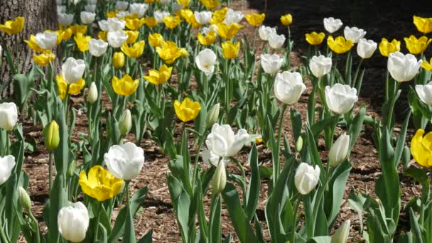 Sarı Beyaz Lalelerin Güzel Çiçekleri — Stok video