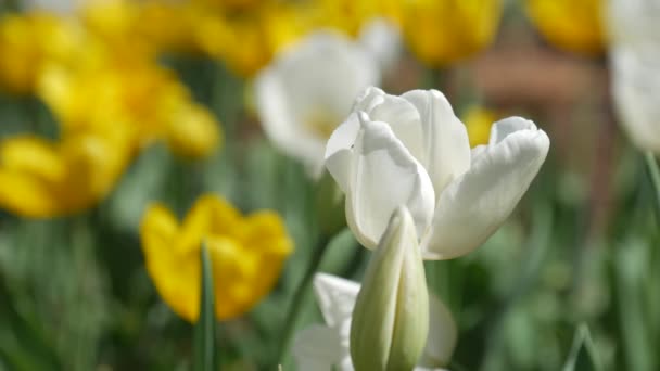 Tutup Tampilan Samping Dari Tulip Putih Mekar Dengan Kuncup Tulip — Stok Video