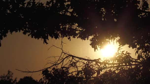 Устойчивый Снимок Красивого Заката Силуэтом Дерева — стоковое видео