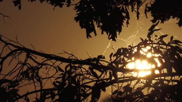 Steady Wide Shot Big Sun Setting Silhouettes Tree Branches — Stock Video