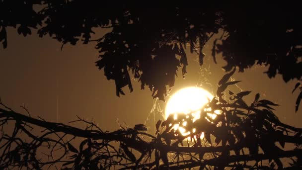 大的圆圆的落日落在树枝的轮廓后面 — 图库视频影像