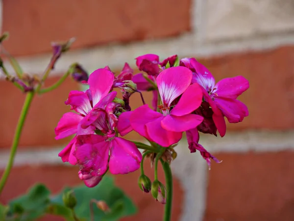 Racimo Flores Color Rosa Brillante Contra Una Pared Ladrillo Rojo — Foto de Stock