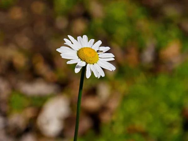 Střední Zblízka Bílého Květu Oko Sedmikráska Včelím Douškem Nektaru — Stock fotografie