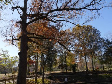 Sonbaharda renkli yaprakları olan uzun ağaçlar bir parka gölge sağlar.  