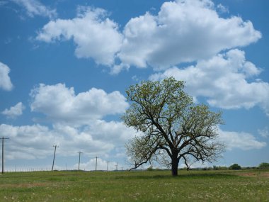 Çimenli bir tarlada yapayalnız bir ağaç. Uzakta elektrik direkleriyle.