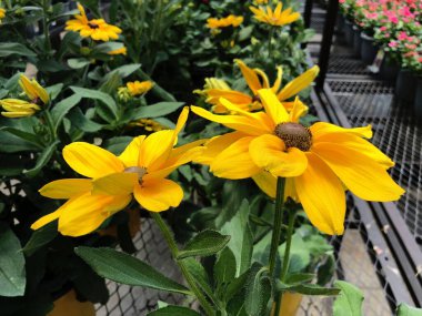 Sarı Hint yaz çiçekleri ve daha çok çiçekli papatya manzarası