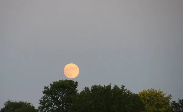 Pleine Lune Dessus Des Cimes Des Arbres Par Une Nuit — Photo