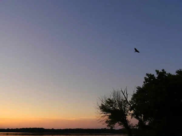 Vue Ensemble Magnifique Coucher Soleil Dans Lac Avec Oiseau Volant — Photo