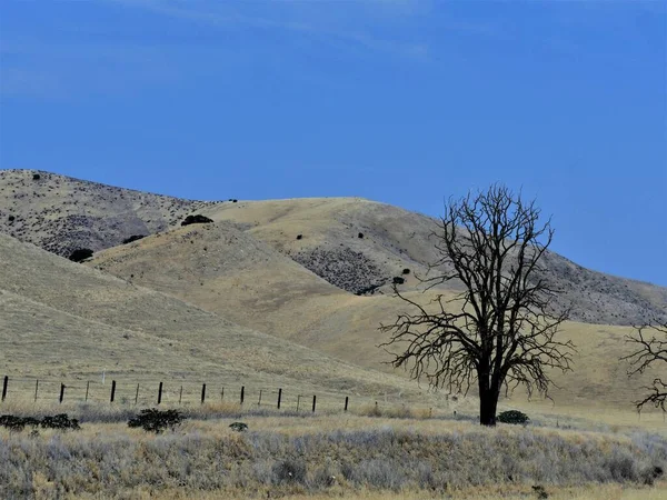 Rullande Kullar Med Ett Lövlöst Träd Nära Highway Kalifornien — Stockfoto