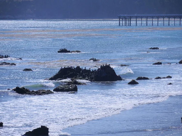 Spiaggia Crepuscolo Silhouette Degli Uccelli Una Roccia — Foto Stock