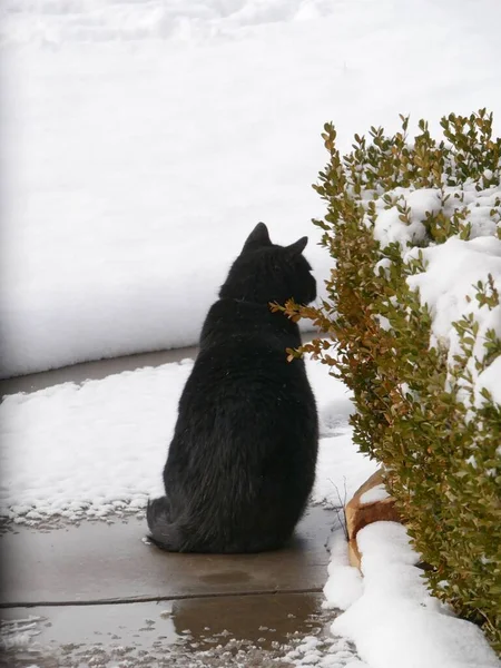 Svart Katt Sitter Torr Del Den Snötäckta Gångvägen Vintern — Stockfoto