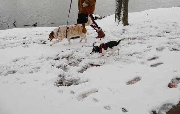 Dogs Leashes Walking Close Lake Winter Morning — Stock Photo, Image