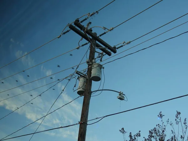 Lanzamiento Hacia Arriba Poste Eléctrico Con Pájaros Volando Cerca Los — Foto de Stock