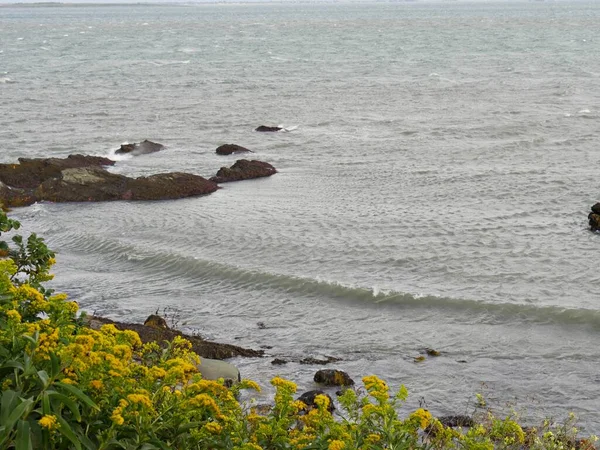 Beautiful Yellow Flowers Seaside New England Coast — Stock Photo, Image