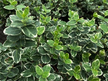 Açık havada gökyüzü kalemi Japon çobanpüsküllü süsleme bitkileri.