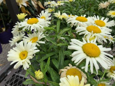 Açık havada sarı ve beyaz papatya çiçeklerini kapatın.