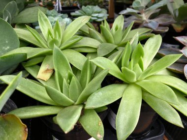 Tencerelere ekilen yemyeşil suları kapatın.