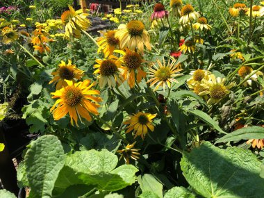 Çiçek açan sarı Cheyenne ruhu bahçede çiçek açıyor. 
