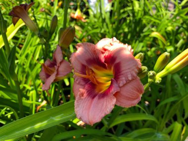 Güzel son dokunuş gününe kapan zambak çiçekleri
