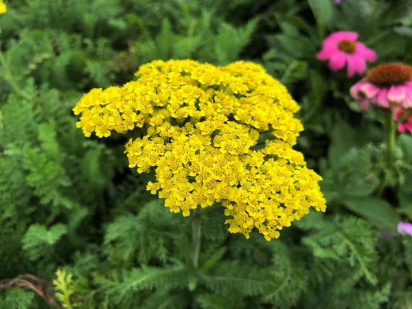 Närbild Ett Kluster Gula Eldfluga Solsken Blommor — Stockfoto