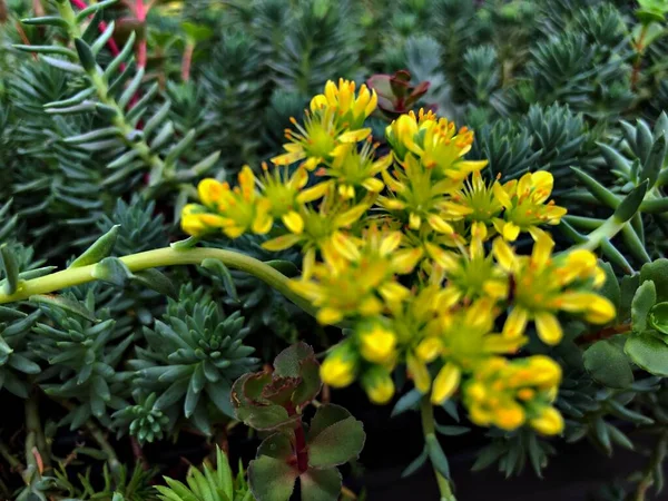 Close Buquê Flores Ternatum Amarelo Sedum — Fotografia de Stock