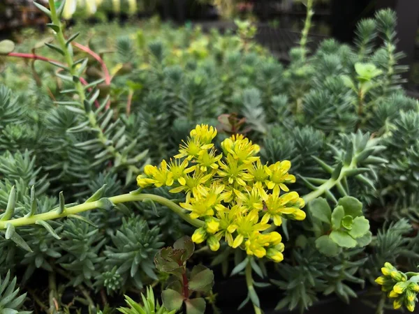 Sarı Sedum Ternatum Çiçekleriyle Geniş Açı — Stok fotoğraf