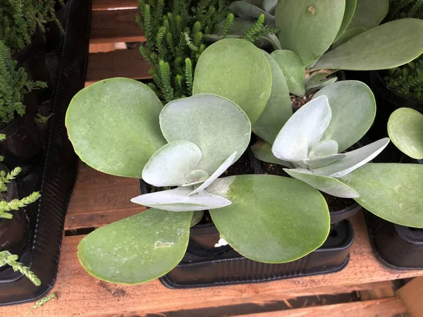 Anchas Hojas Redondas Suculentas Perennes Plantadas Macetas —  Fotos de Stock