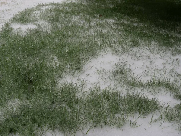 Tiro Médio Largura Grama Verde Coberto Com Gelo Neve Durante — Fotografia de Stock