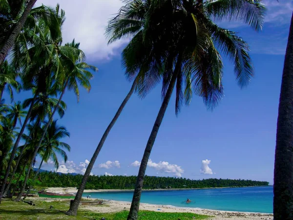 Tropischer Strand Mit Hohen Kokospalmen Die Sich Über Das Blaue — Stockfoto